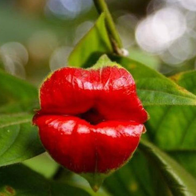 200Pcs Sexy Red Lips Flowers Plants Seeds