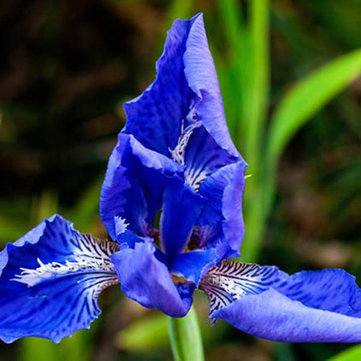 20Pcs Blue Iris Seed Iris Tectorum Herb Plant Medicinal Fruit Office Home Beautify The Decoration